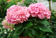 Hortensie