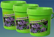 Hortensien-Blau