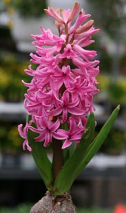 Hyazinthe