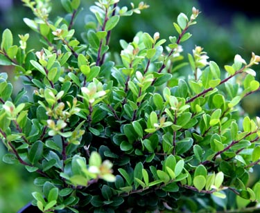 Ilex Crenata