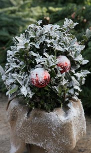 Ilex mit Deko