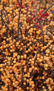 Ilex-Zweige