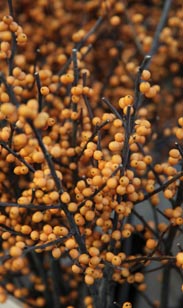 Ilex-Zweige
