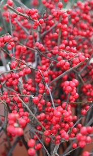 Ilex-Zweige