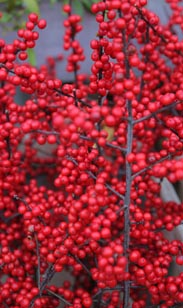 Ilex-Zweige