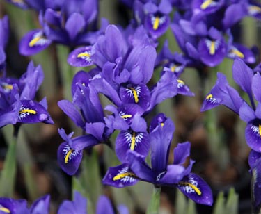 Iris