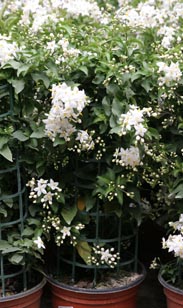 Jasmin-Säule