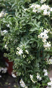 Jasmin-Säule