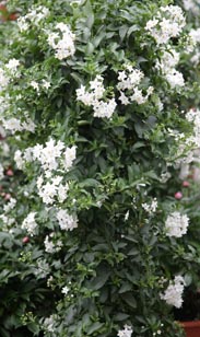 Solanum Jasmin