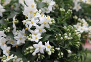 Jasmin