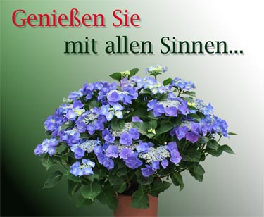 Blütenmeer im Garten