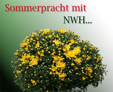Blütenmeer im Garten