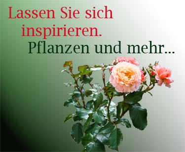 Blütenmeer im Garten
