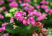 Kalanchoe mini