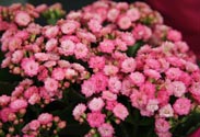Kalanchoe