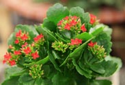 Kalanchoe
