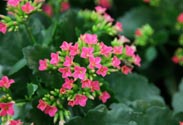 Mini-Kalanchoe