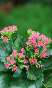 Kalanchoe