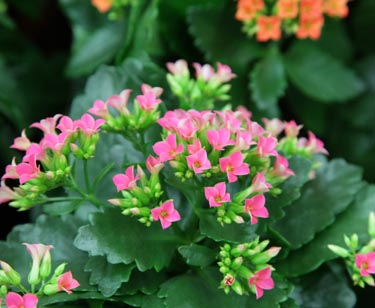 Kalanchoe