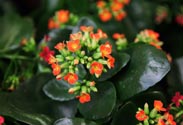 Kalanchoe
