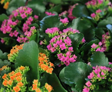Kalanchoe