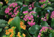Kalanchoe