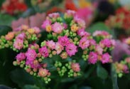 Kalanchoe