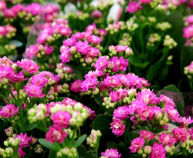 Kalanchoe