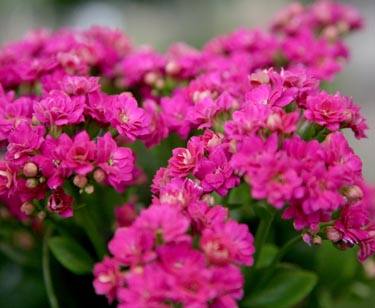 Kalanchoe