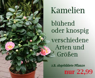 Kamelie