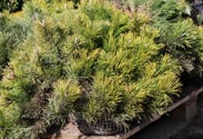 Kiefer Pinus