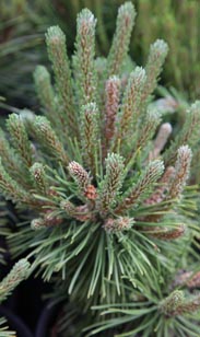 Kiefer Pinus