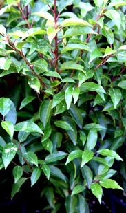 Prunus Lusitanica