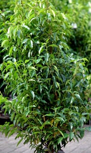 Prunus Lusitanica