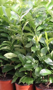 Kirschlorbeer Rotundifolia