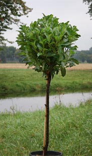 Kirschlorbeer