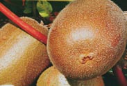 Obstgehölz