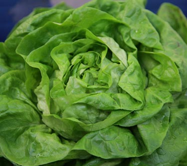 Kopfsalat