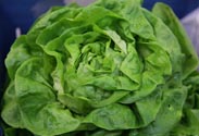 Kopfsalat
