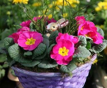 Primelkorb mit Hase