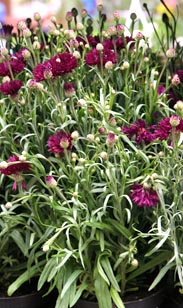 Kornblume