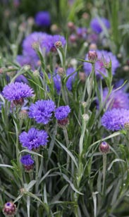 Kornblume