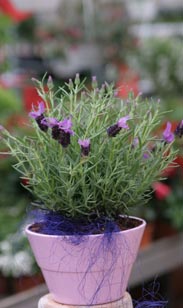 Lavendel-Schale