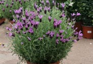 Lavendel Staoches