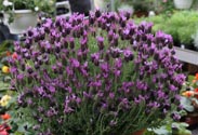 Lavendel Staoches