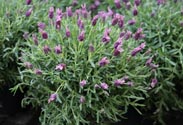 Lavendel Staoches