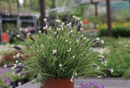 Lavendel Staoches