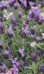 Lavendel Staoches