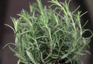 Lavendel