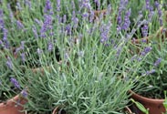 Lavendel